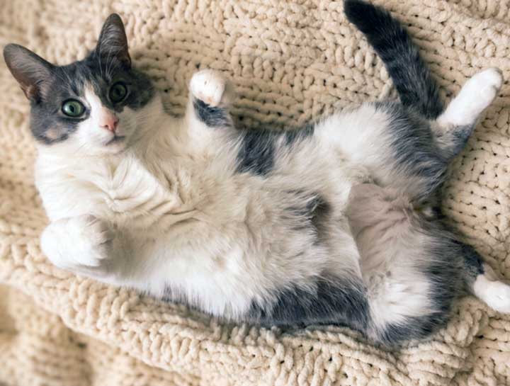 Preventive Care for Cats