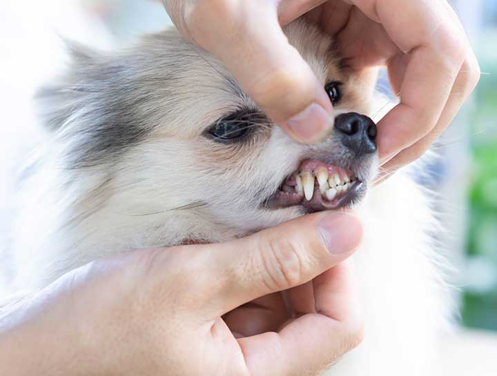 Ludington Pet Dentist