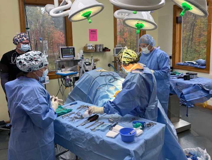 $City Veterinary Surgeries