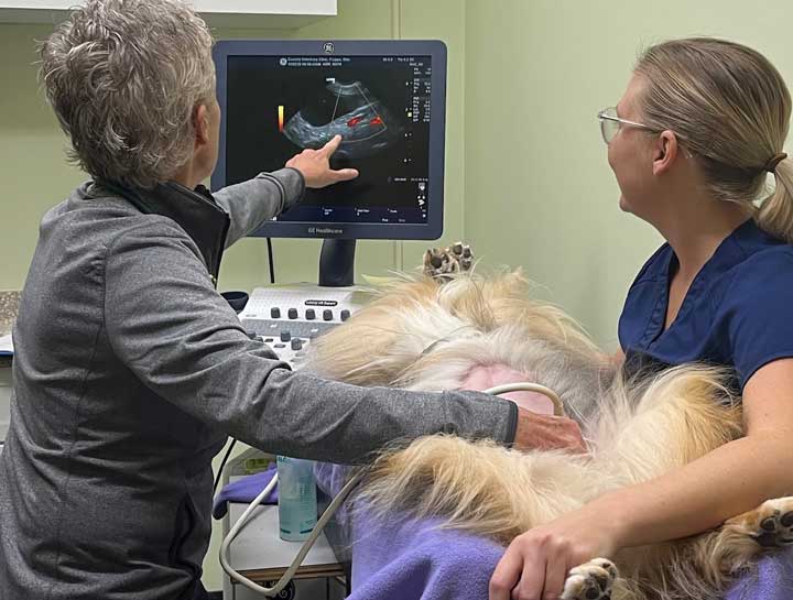 Pet Ultrasound
